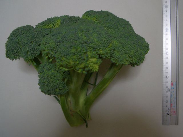 broccoli_01.jpg