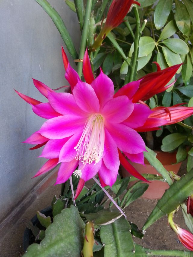 cactus_flower_20130613.jpg