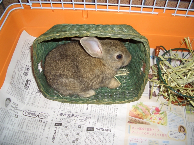 rabbit_01.jpg