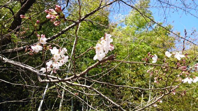 sakura_2016-03-26.jpg